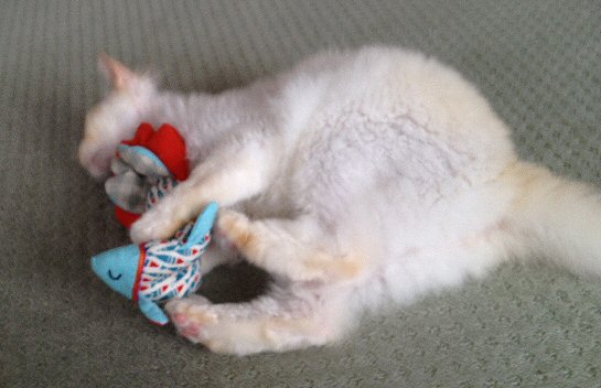猫とおもちゃ２.jpg